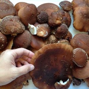 Mushroom-Shiitake